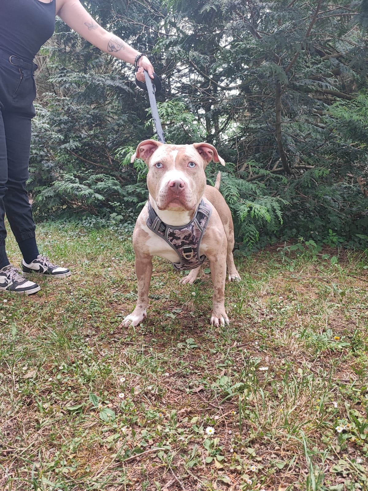 Photo de l'animal à adopté