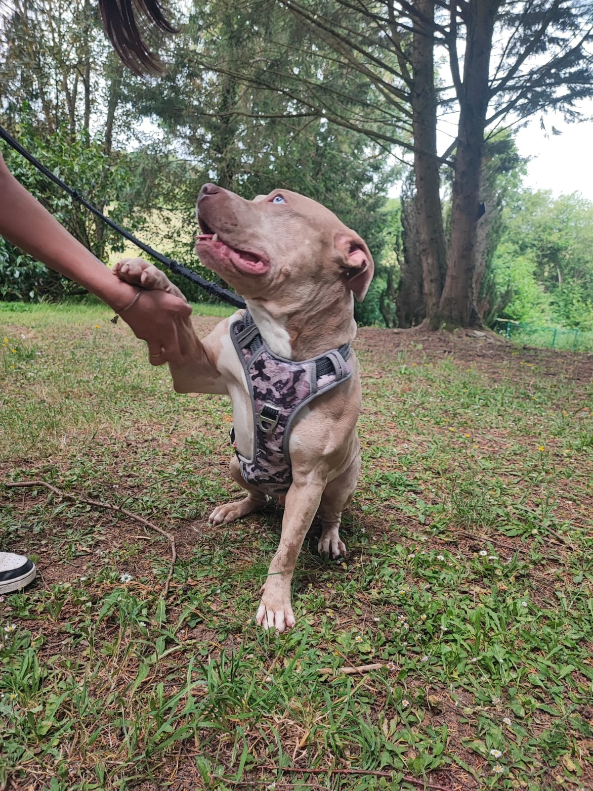 Photo de l'animal à adopté