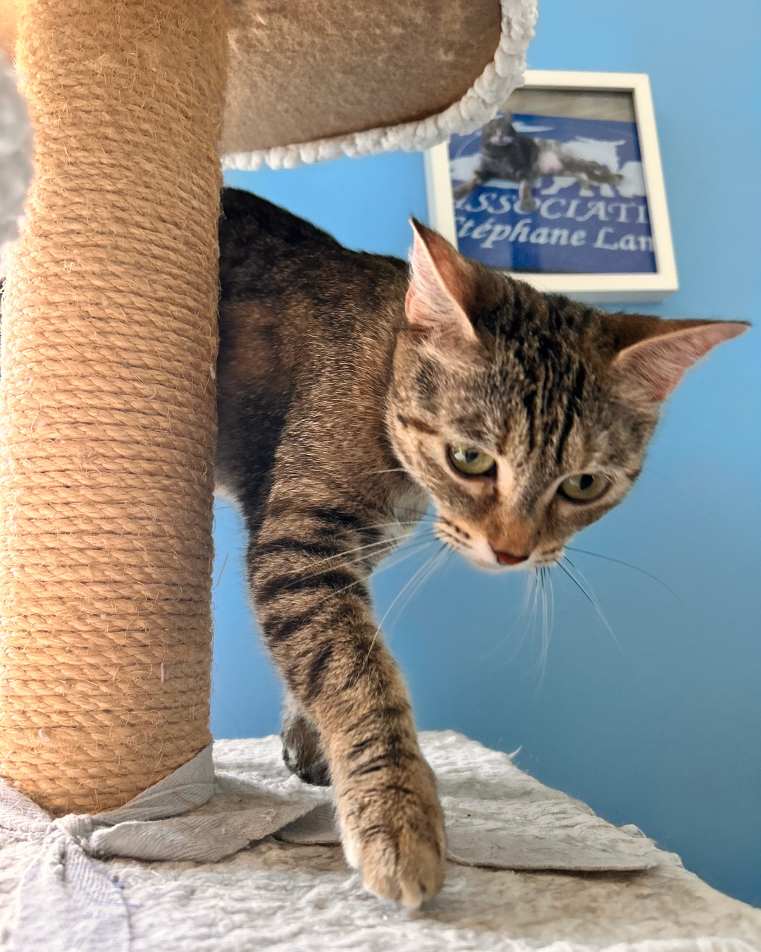 Photo de l'animal à adopté