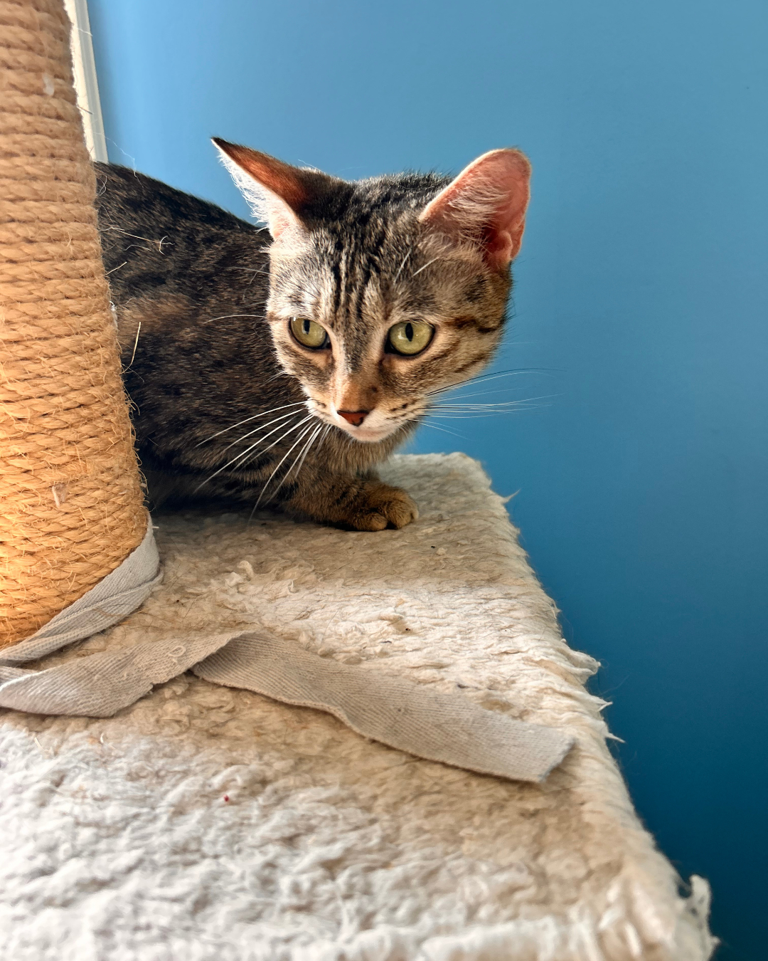 Photo de l'animal à adopté