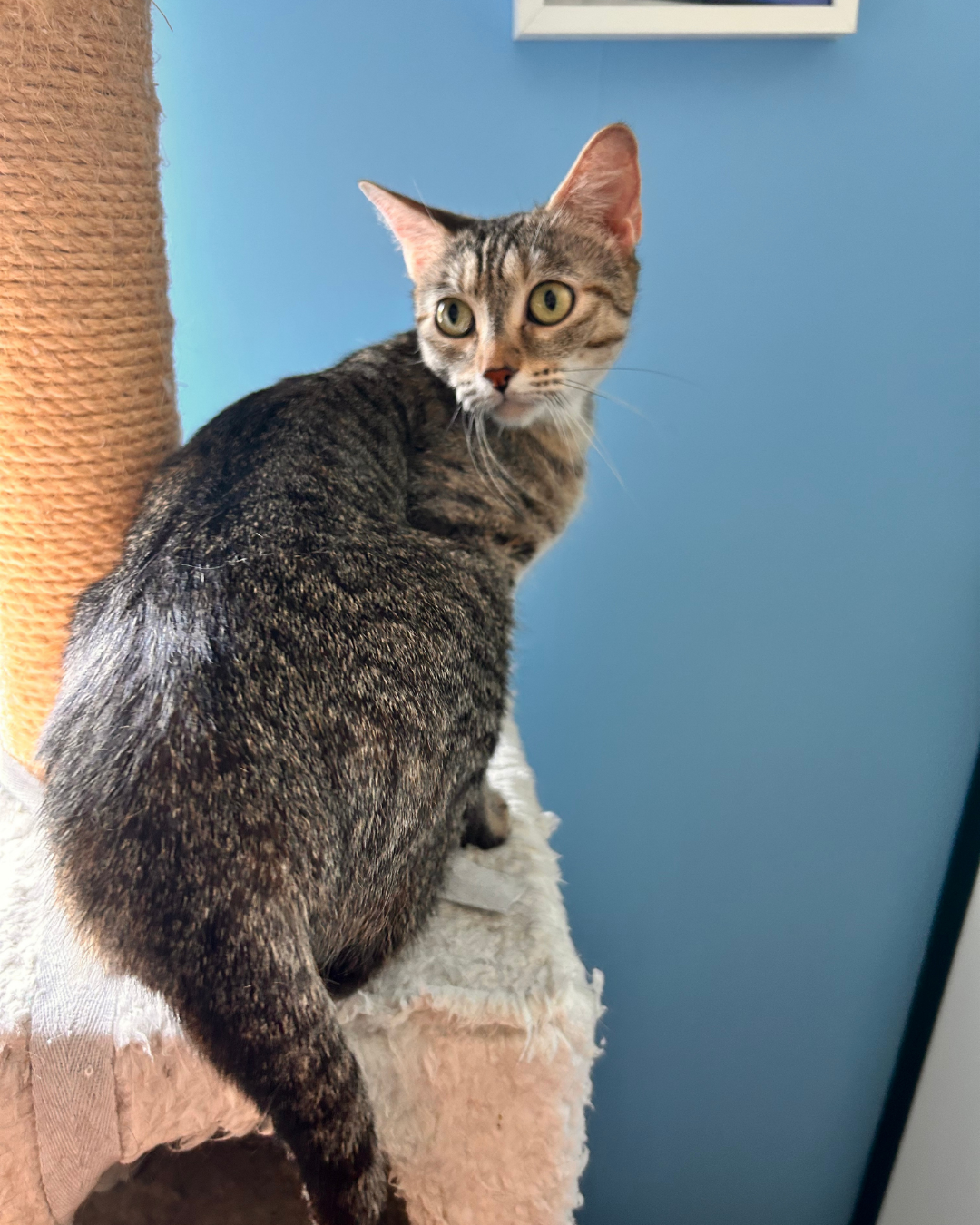 Photo de l'animal à adopté