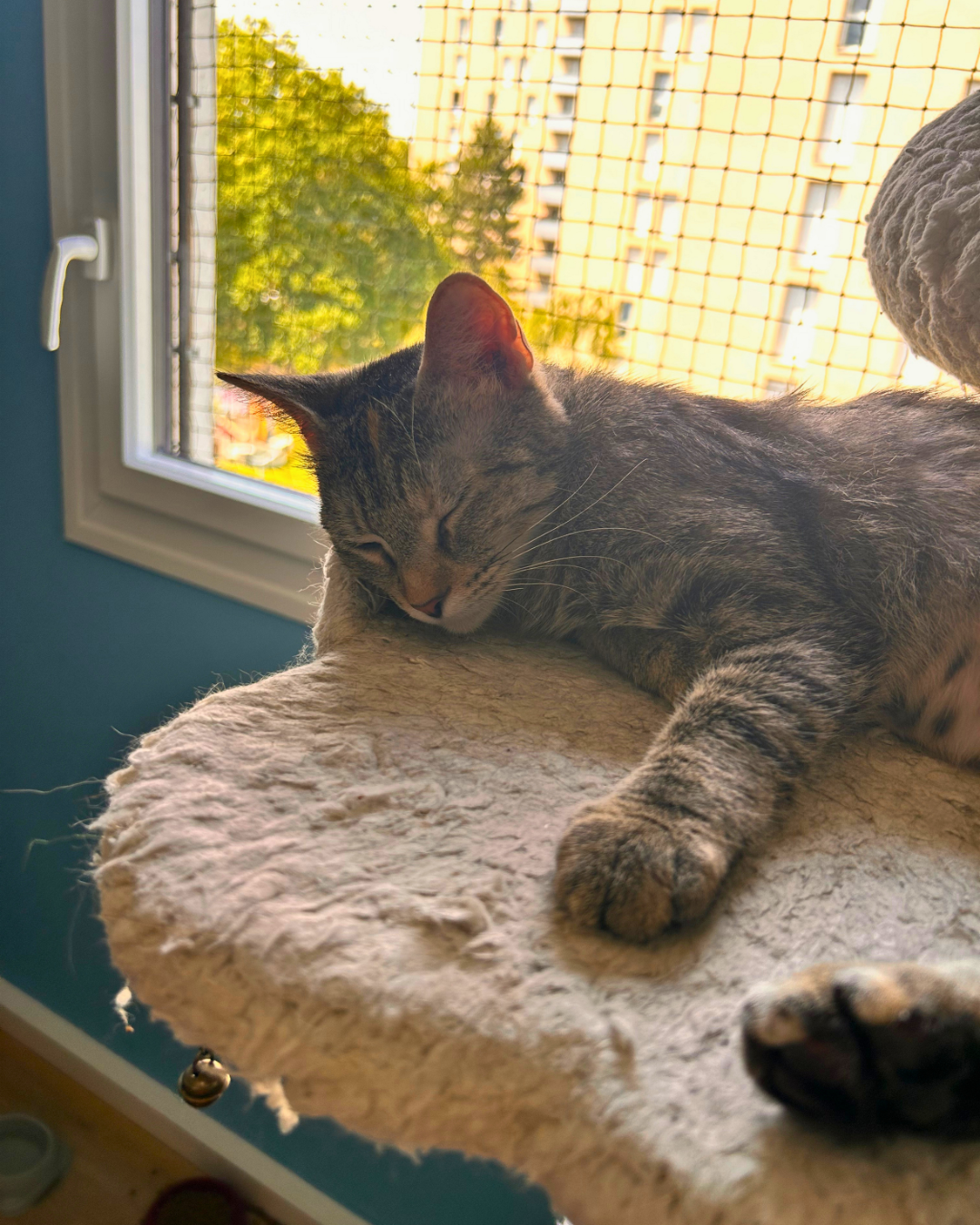 Photo de l'animal à adopté