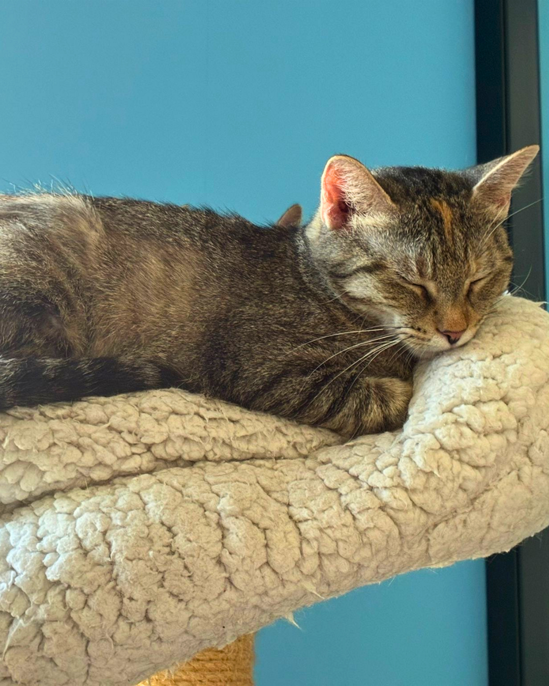 Photo de l'animal à adopté