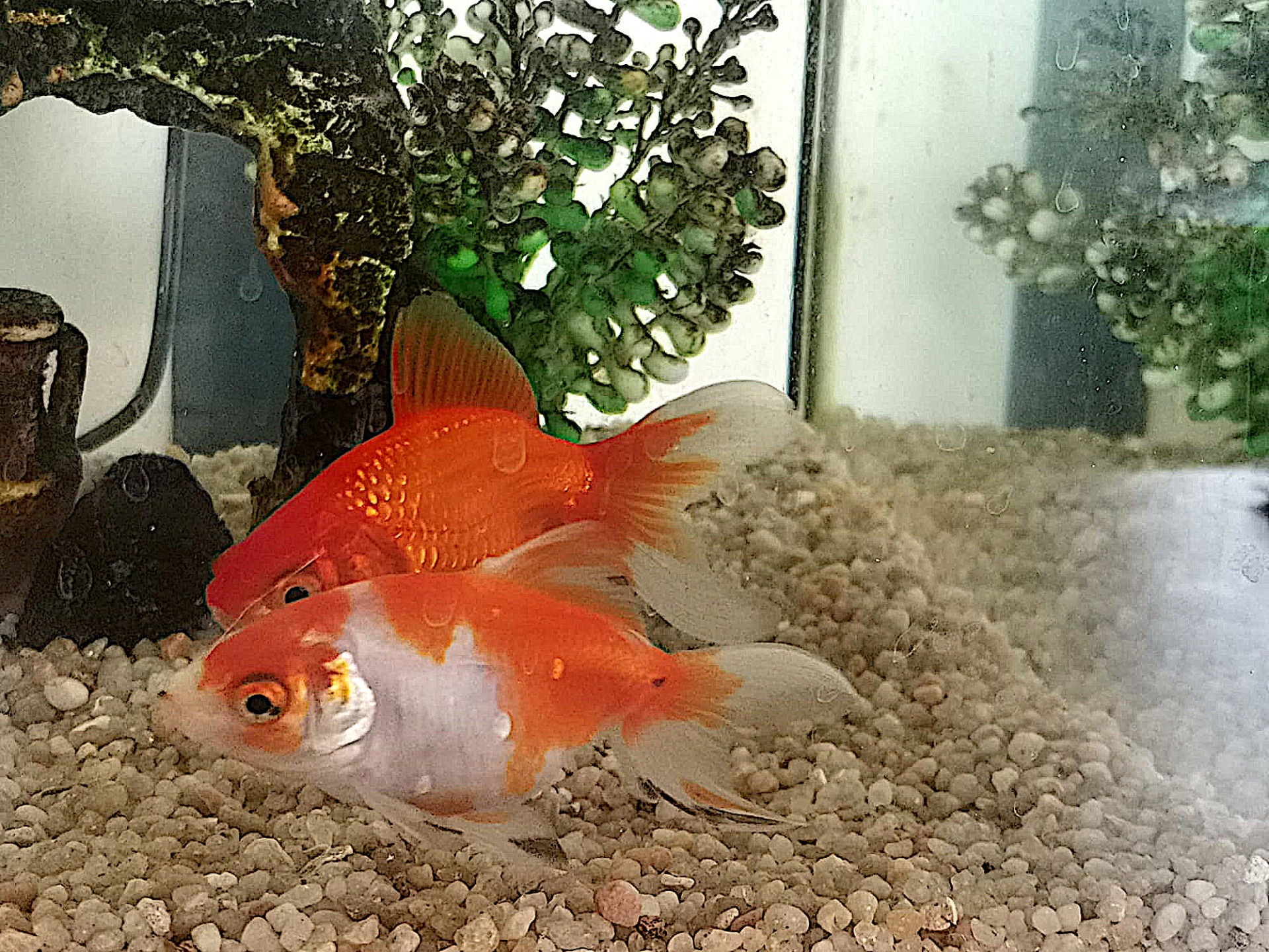 Photo de l'animal à adopté
