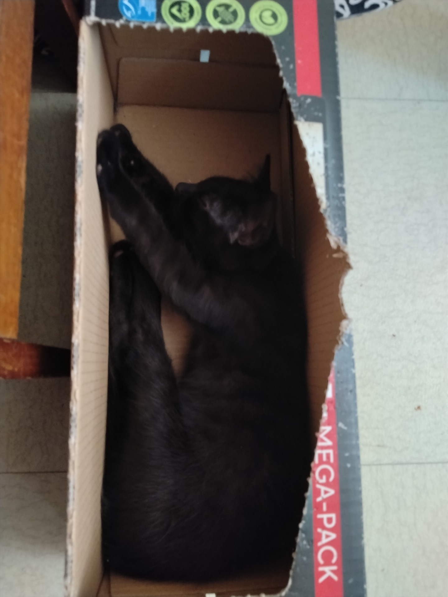 Photo de l'animal à adopté
