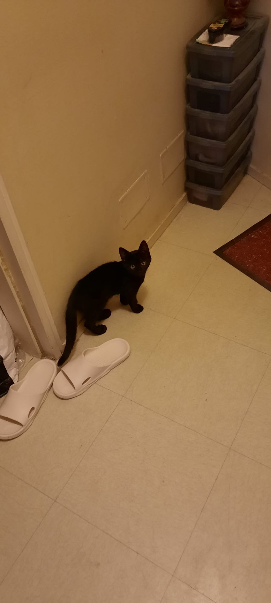 Photo de l'animal à adopté
