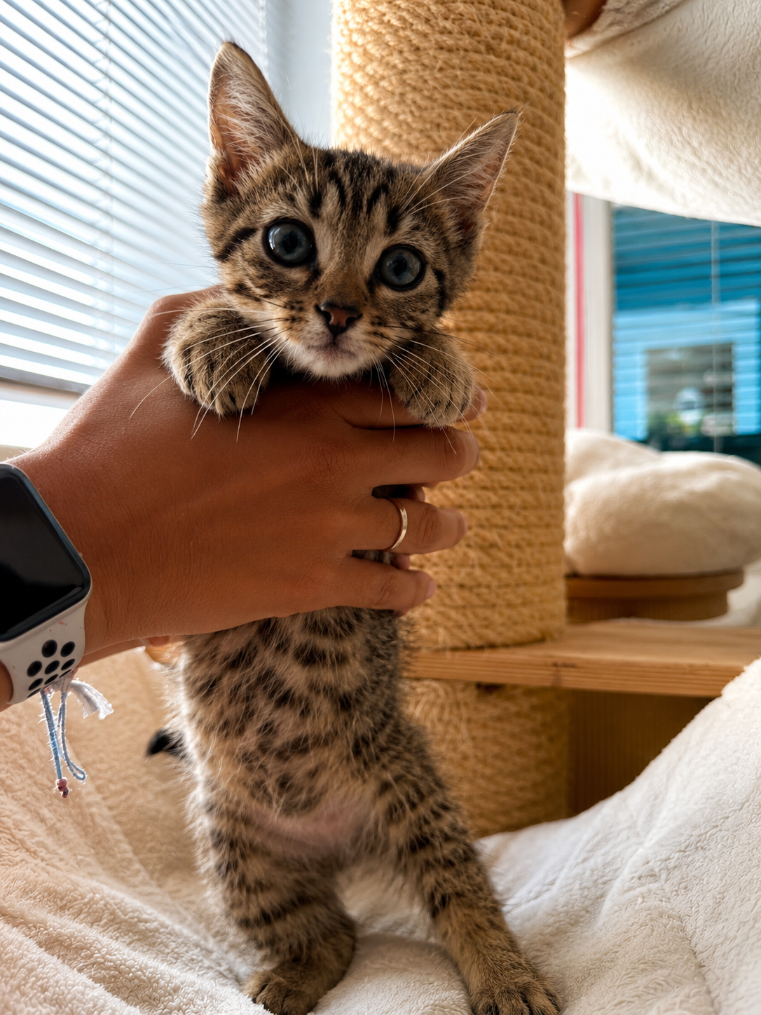 Photo de l'animal à adopté