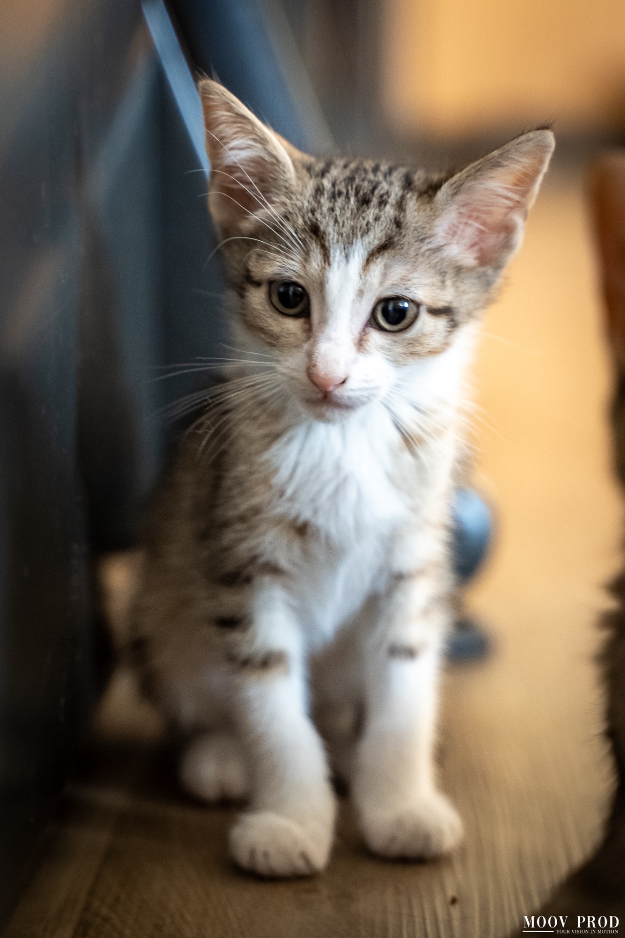 Photo de l'animal à adopté