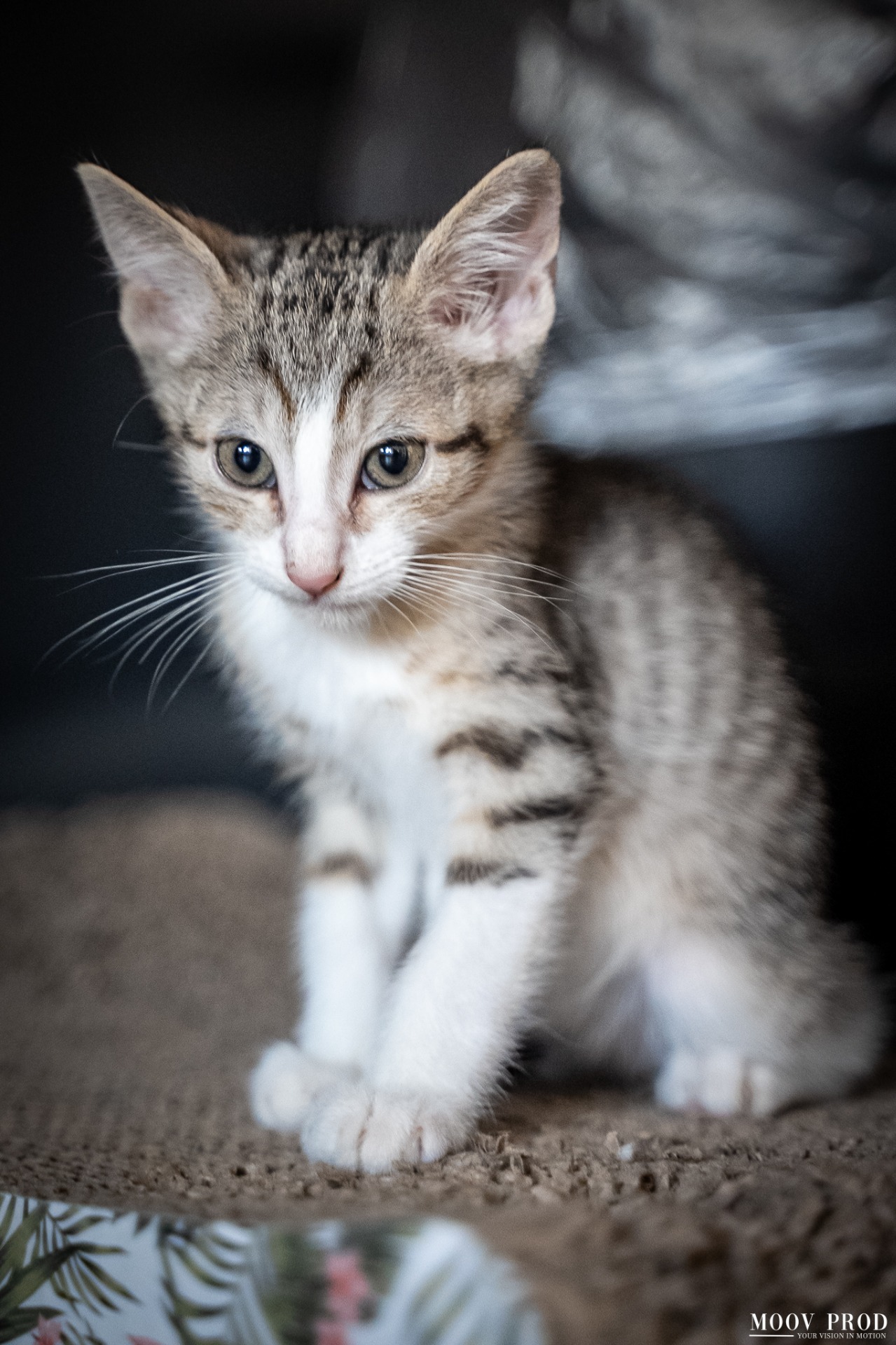 Photo de l'animal à adopté
