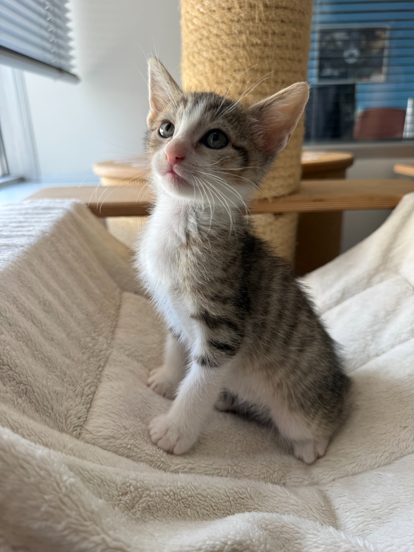 Photo de l'animal à adopté