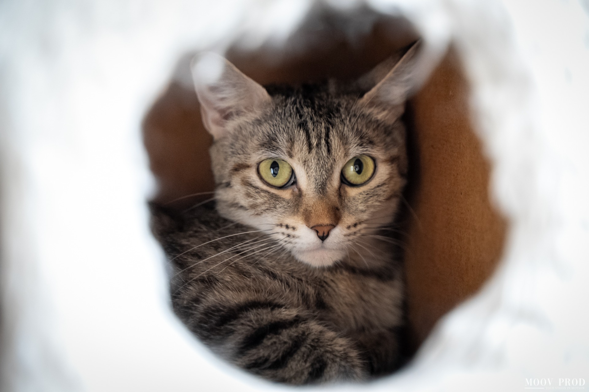 Photo de l'animal à adopté