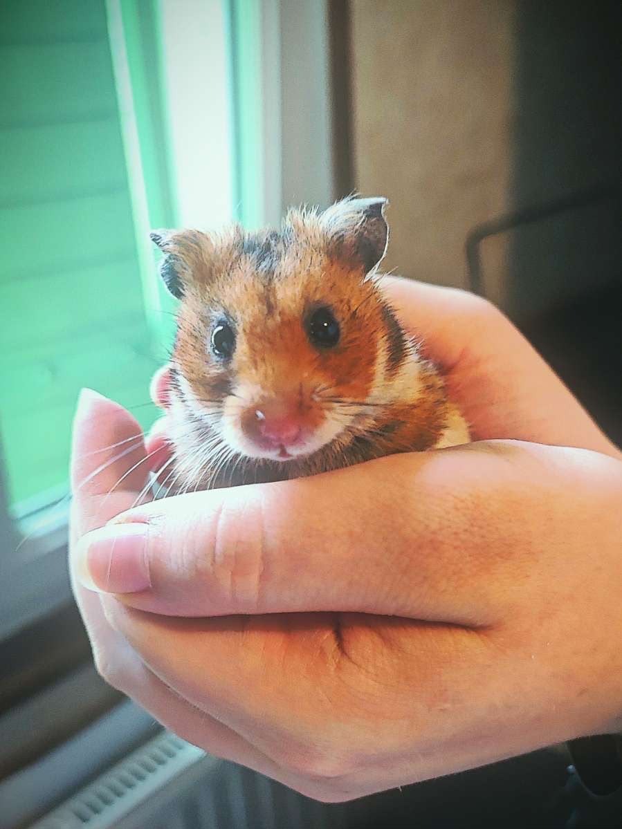 Photo de l'animal à adopté