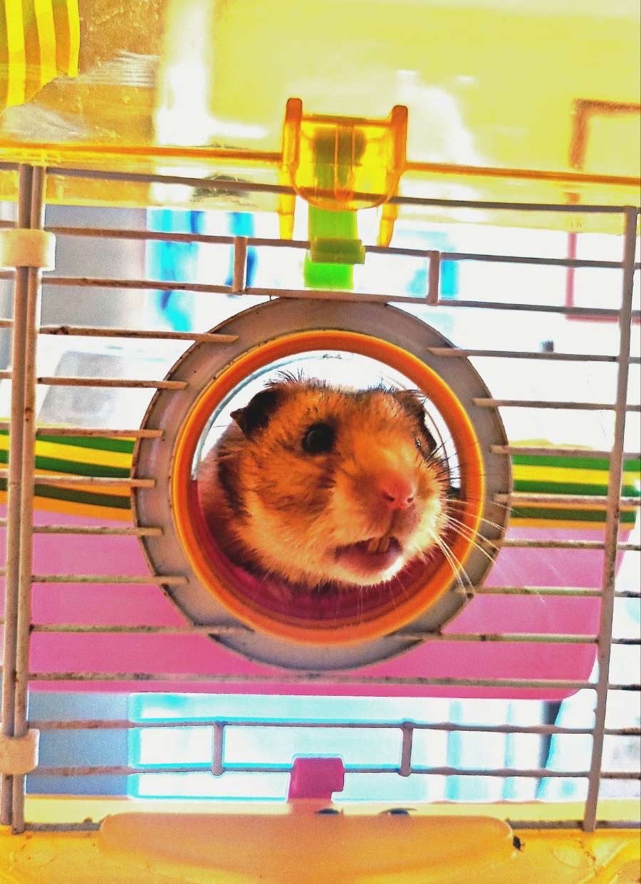 Photo de l'animal à adopté
