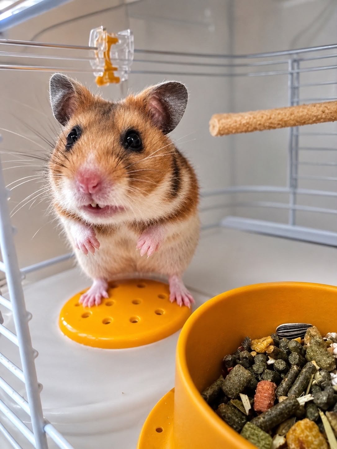 Photo de l'animal à adopté