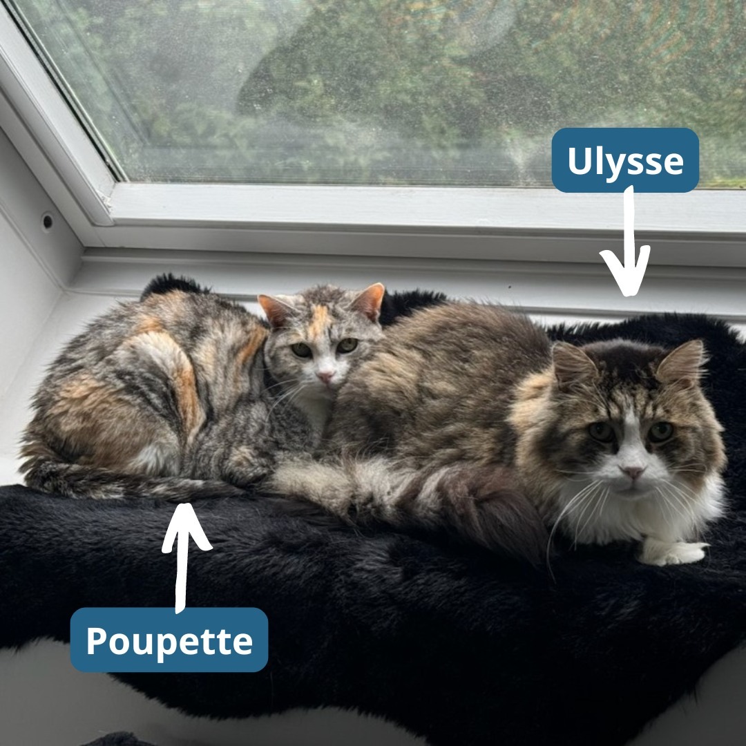 Photo de l'animal à adopté