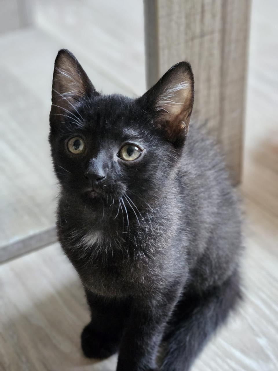 Photo de l'animal à adopté