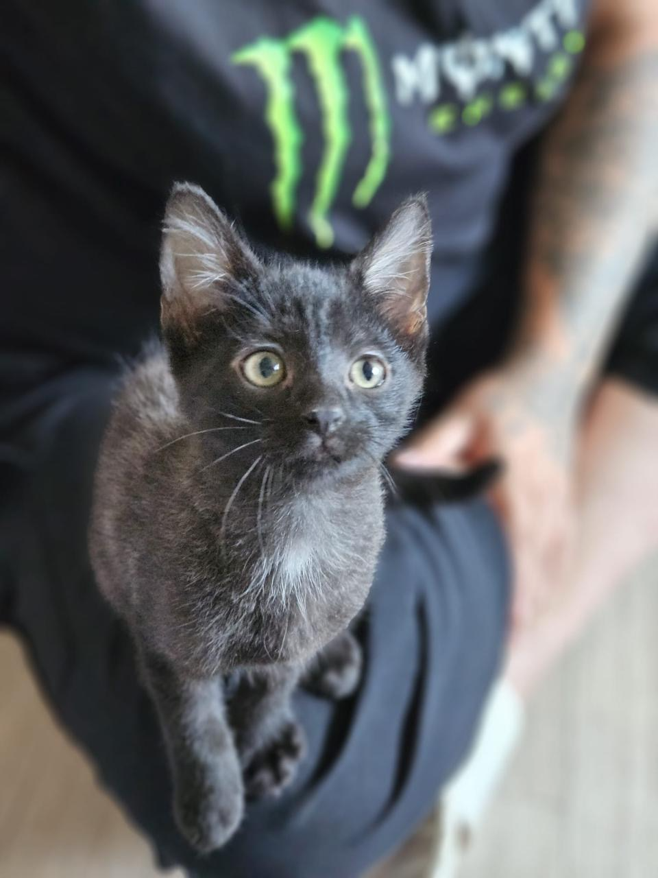 Photo de l'animal à adopté