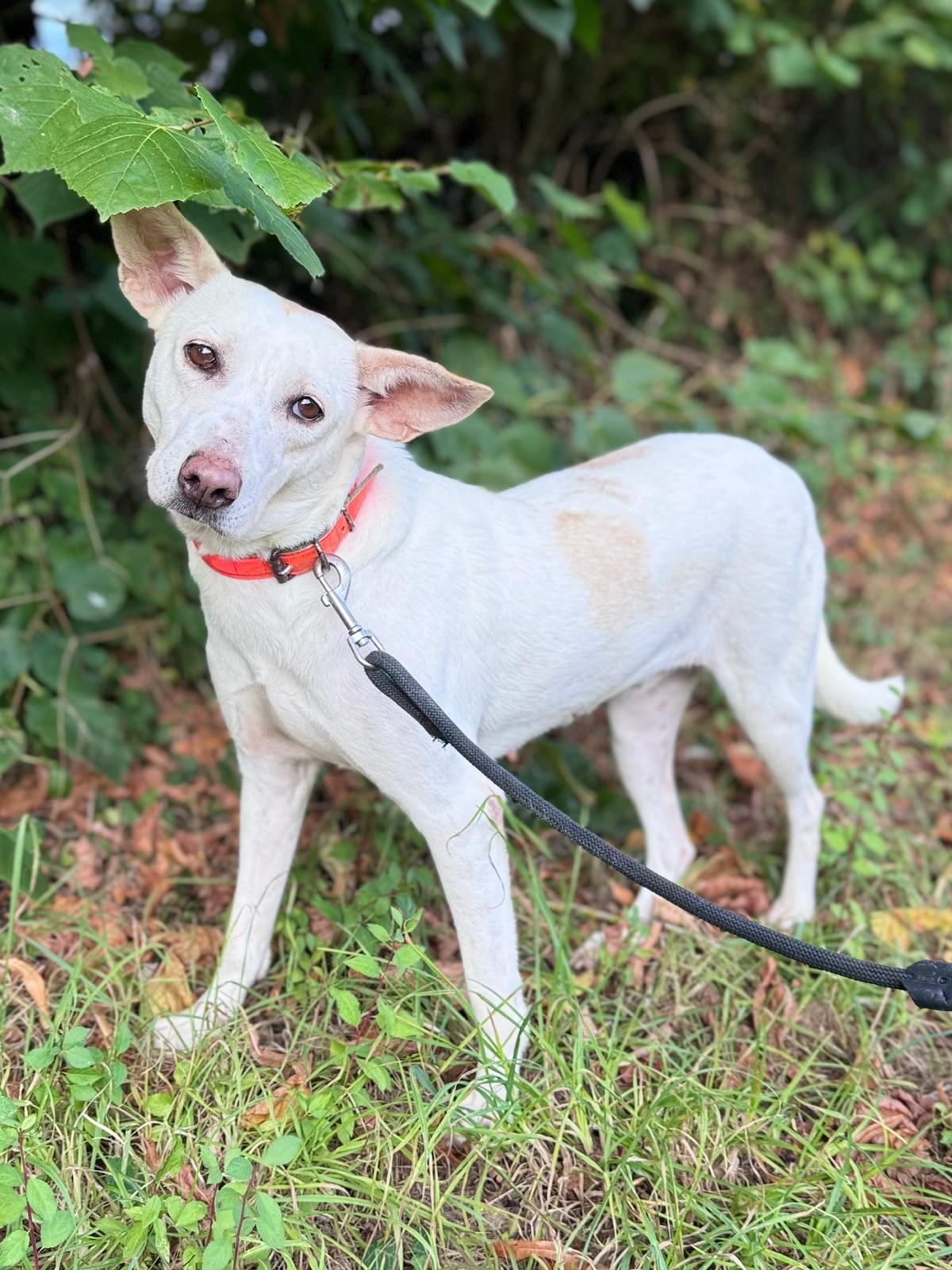 Photo de l'animal à adopté