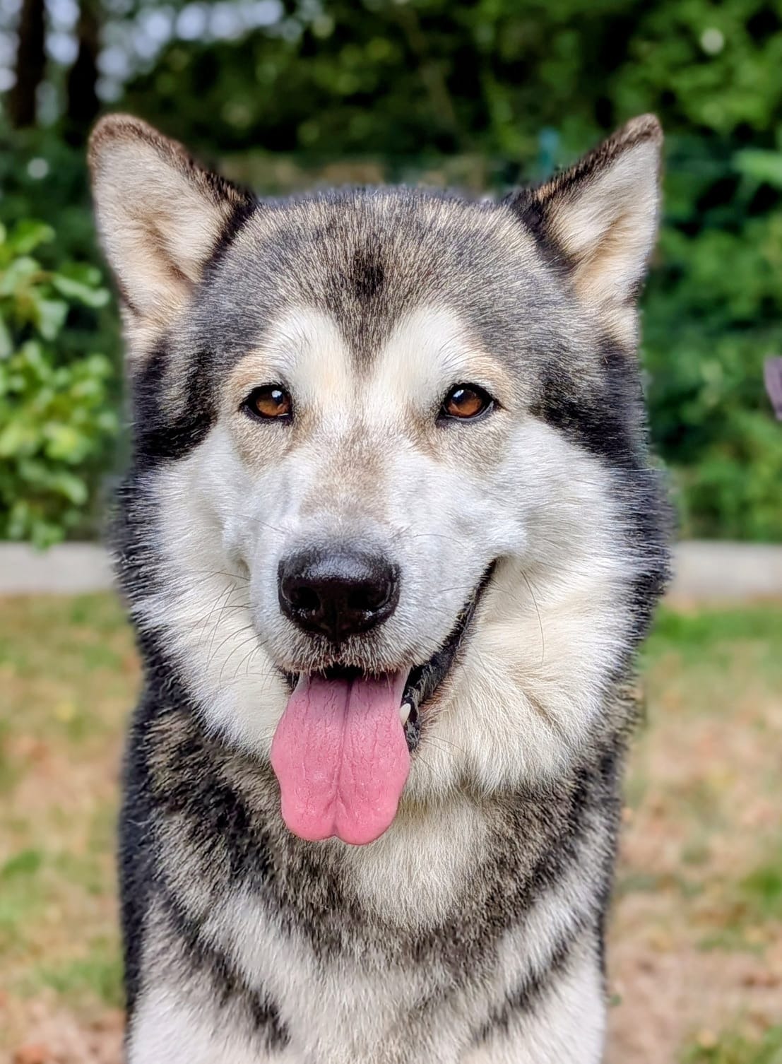 Photo de l'animal à adopté