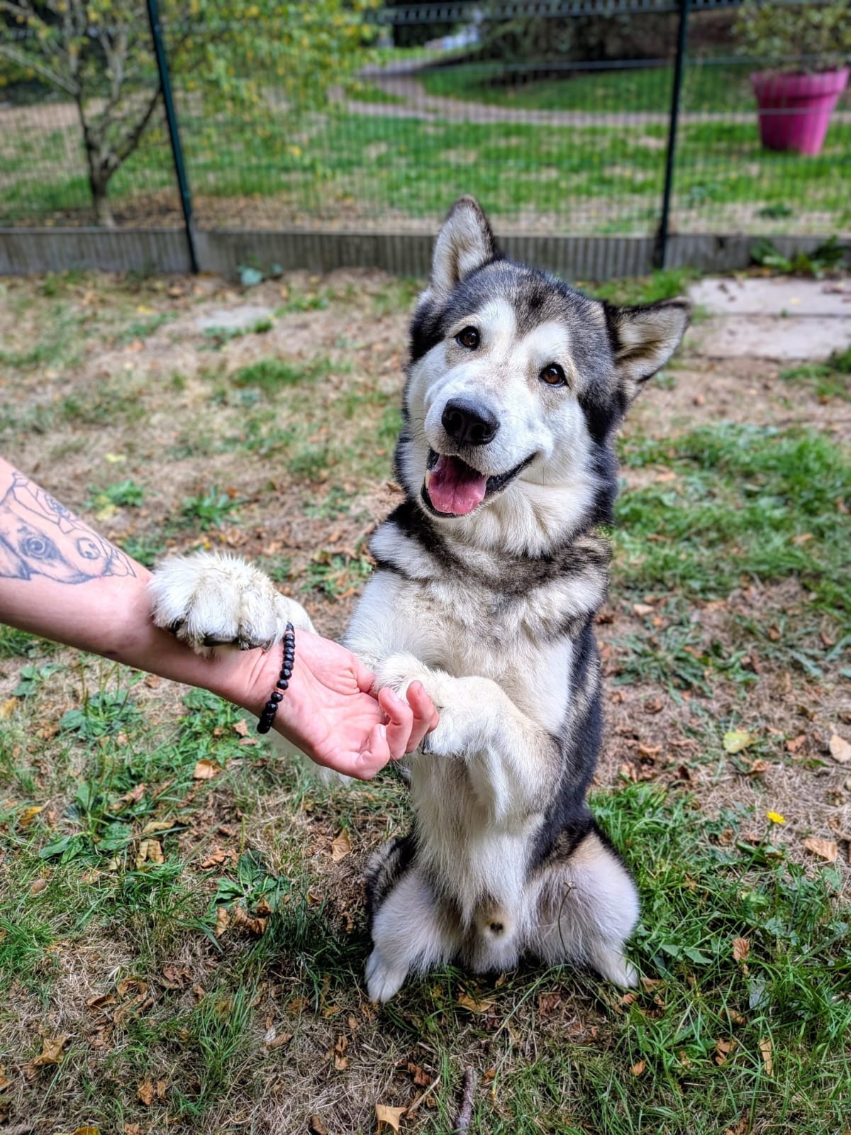 Photo de l'animal à adopté