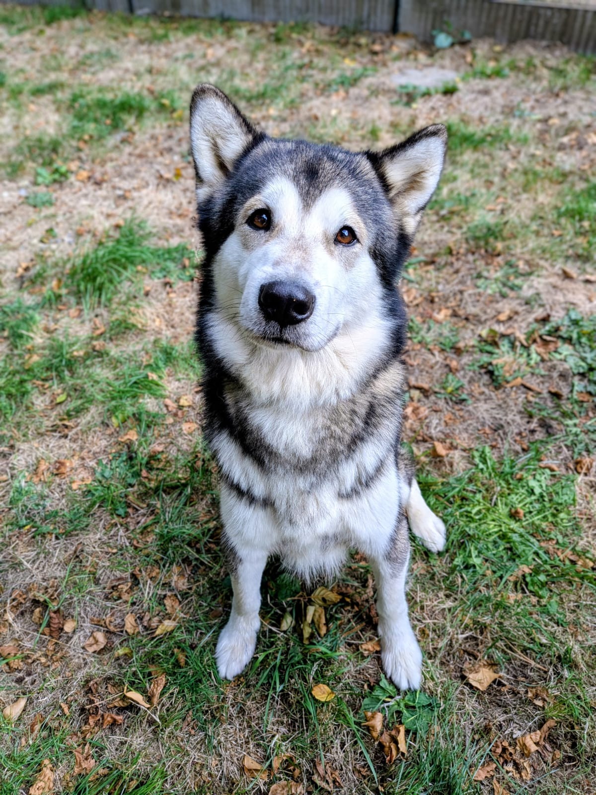 Photo de l'animal à adopté