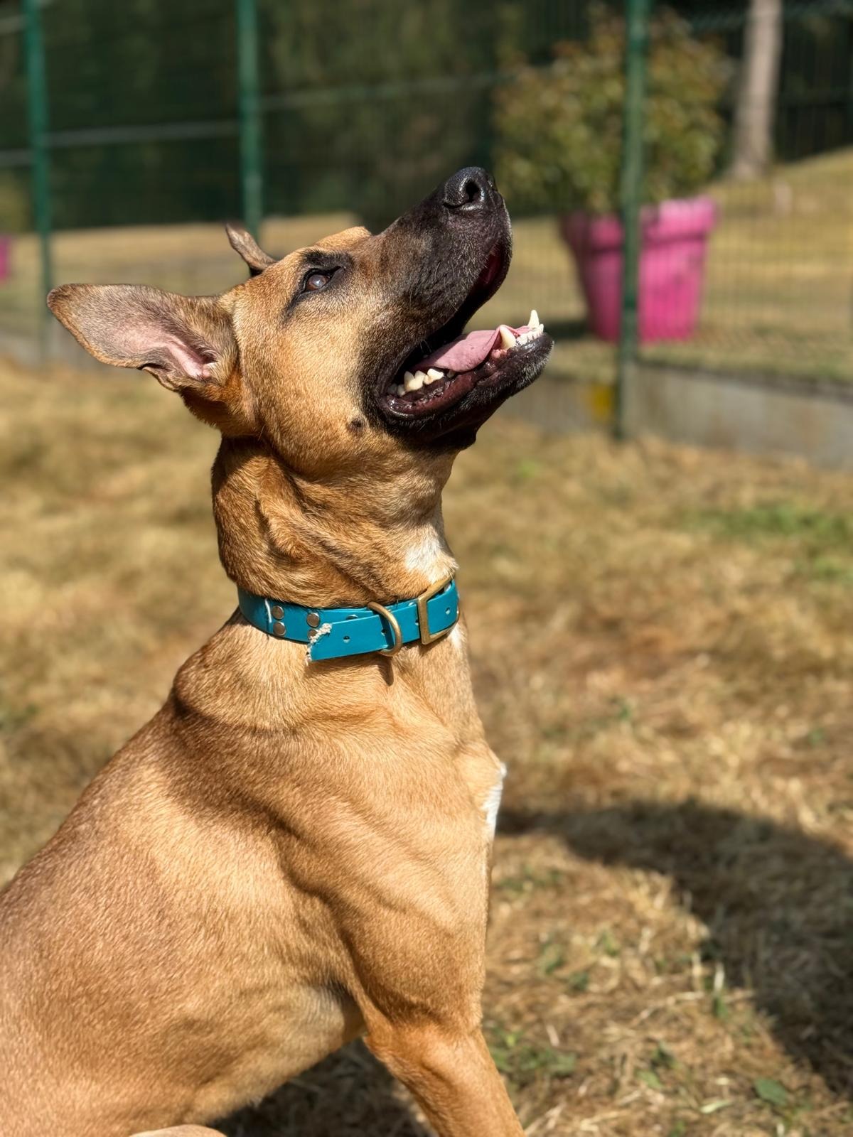 Photo de l'animal à adopté