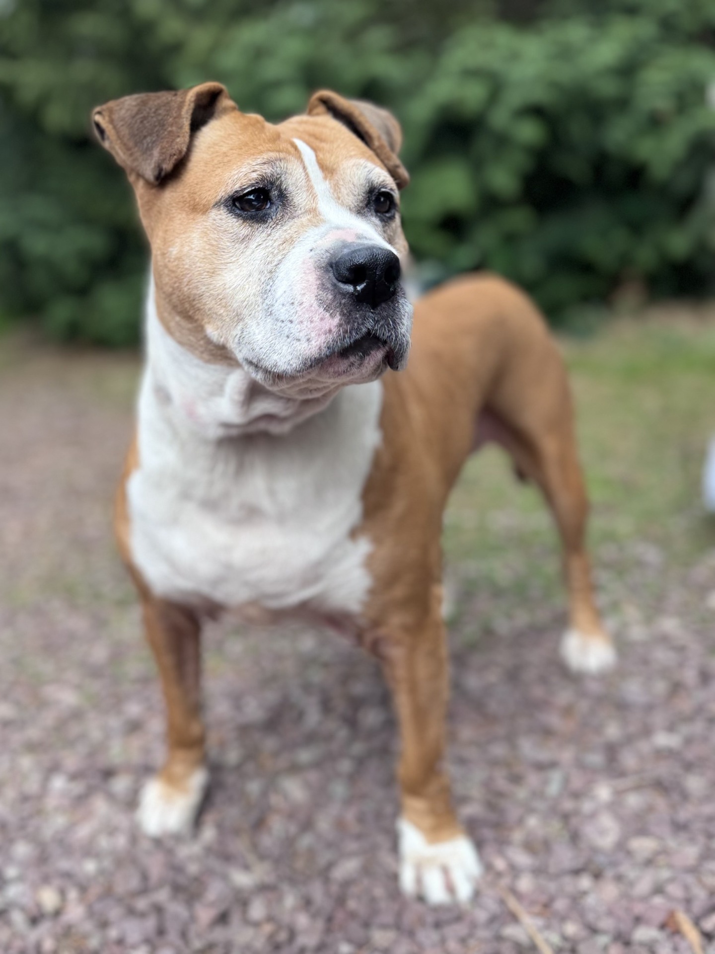 Photo de l'animal à adopté