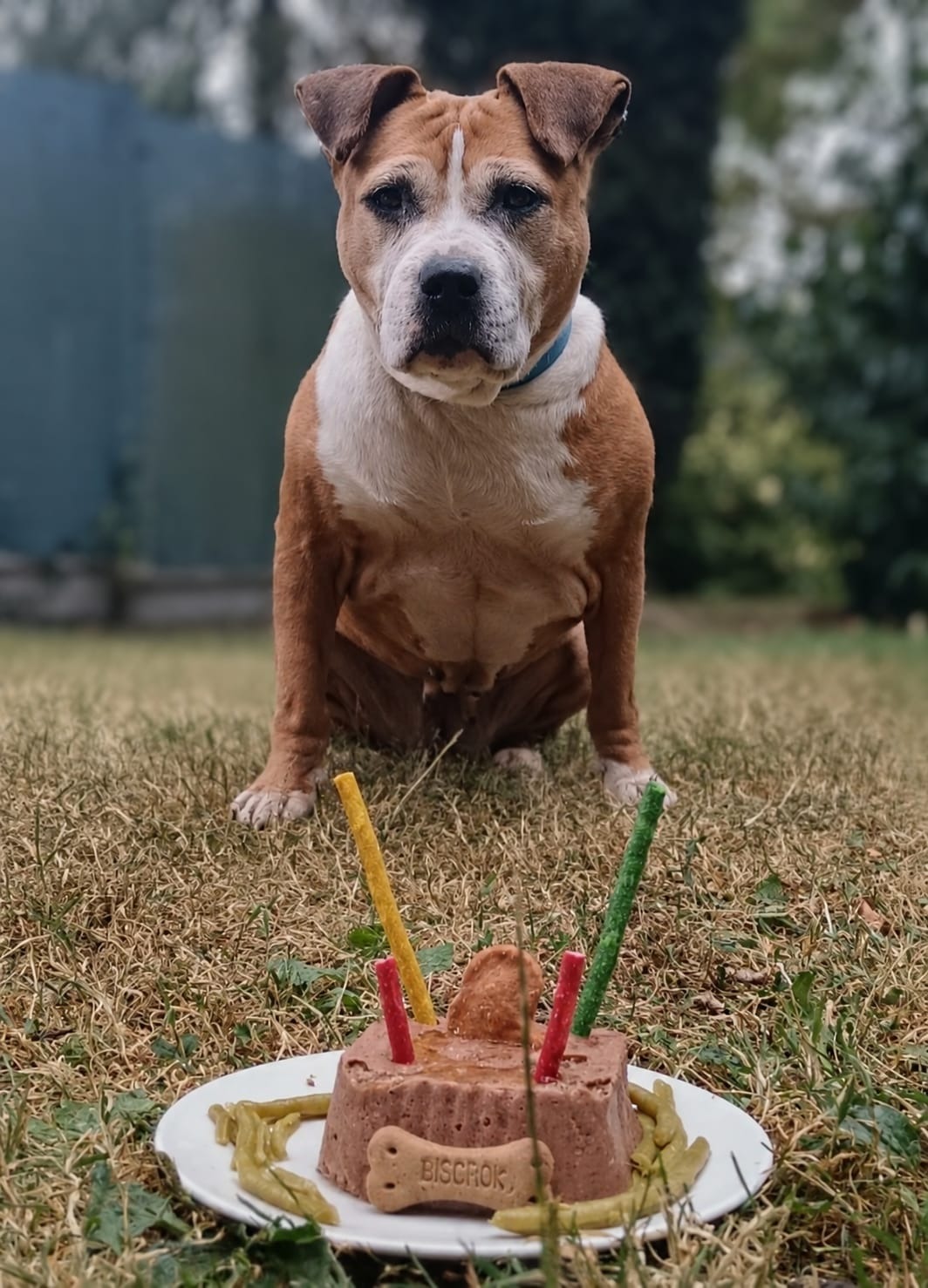 Photo de l'animal à adopté