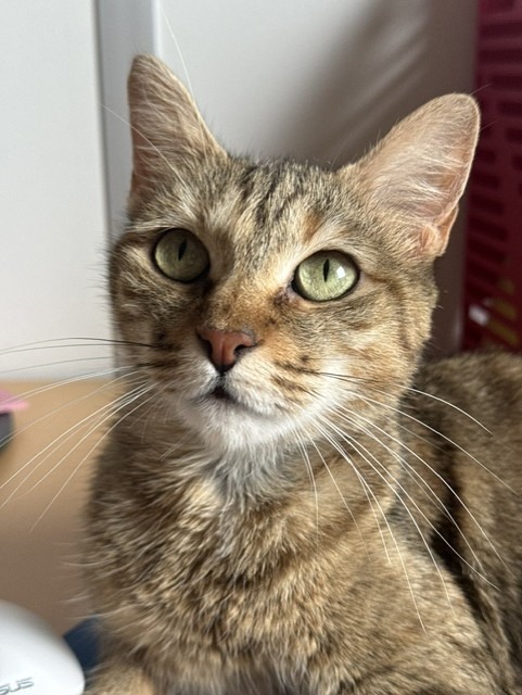 Photo de l'animal à adopté