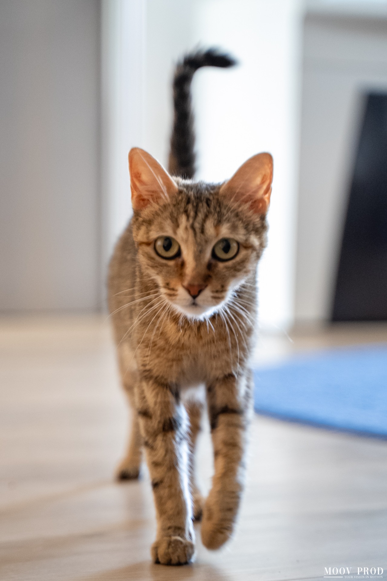 Photo de l'animal à adopté