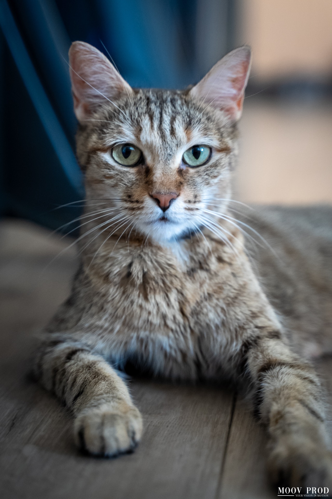 Photo de l'animal à adopté