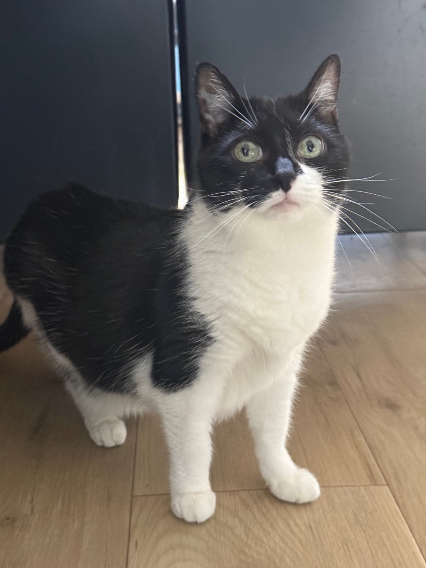 Photo de l'animal à adopté