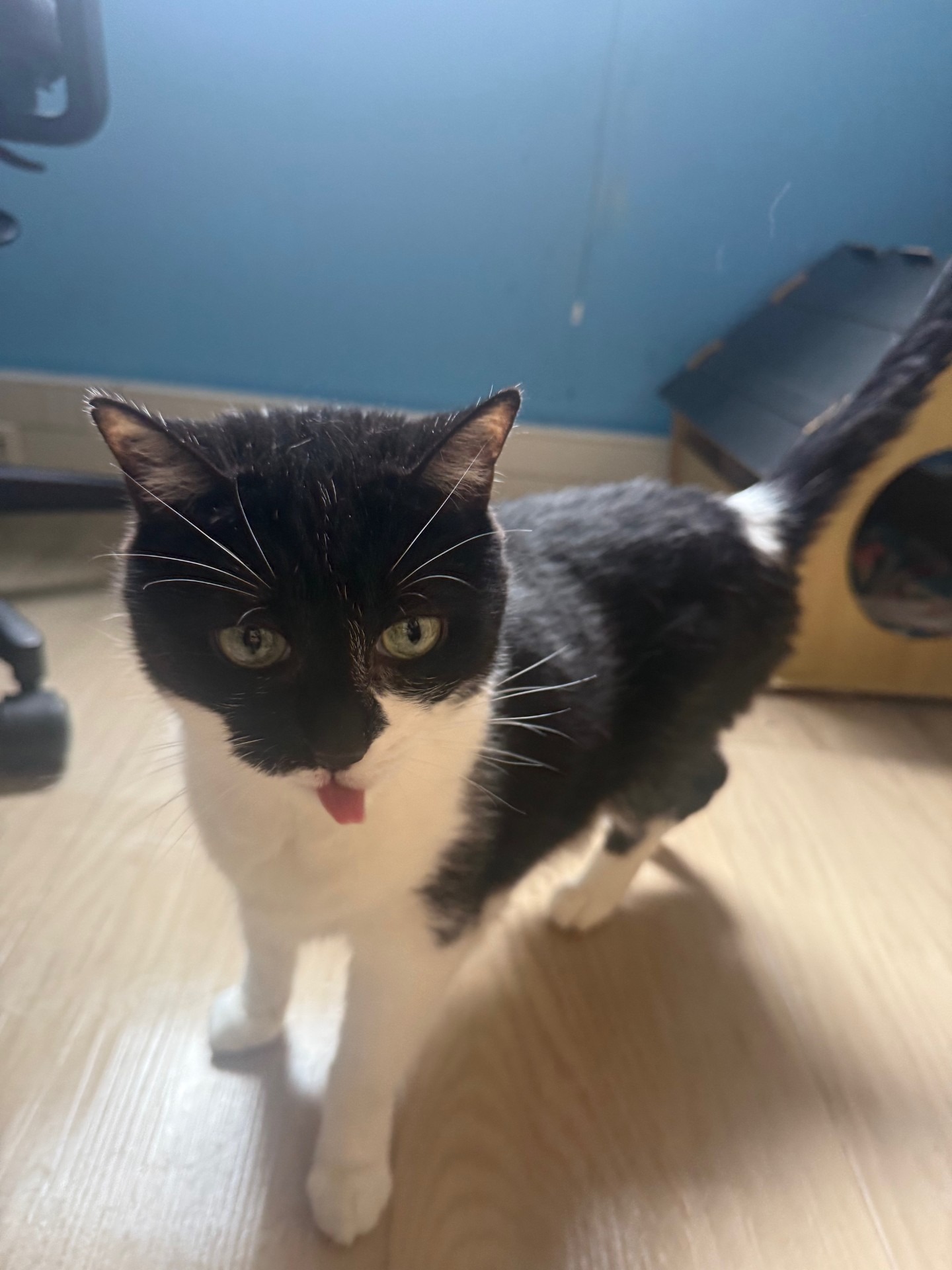 Photo de l'animal à adopté
