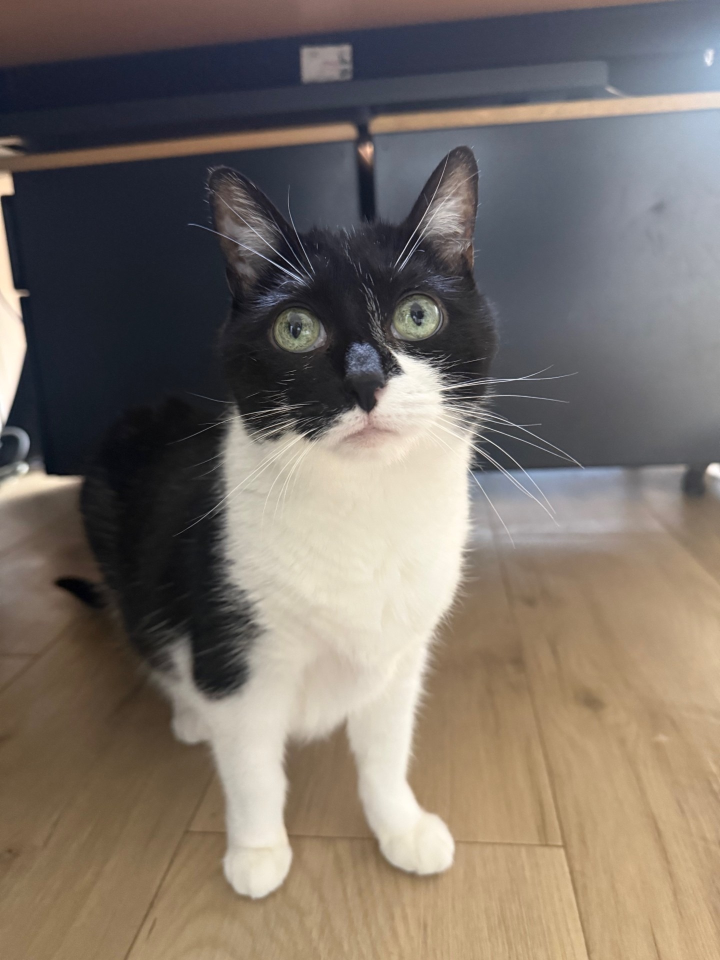 Photo de l'animal à adopté