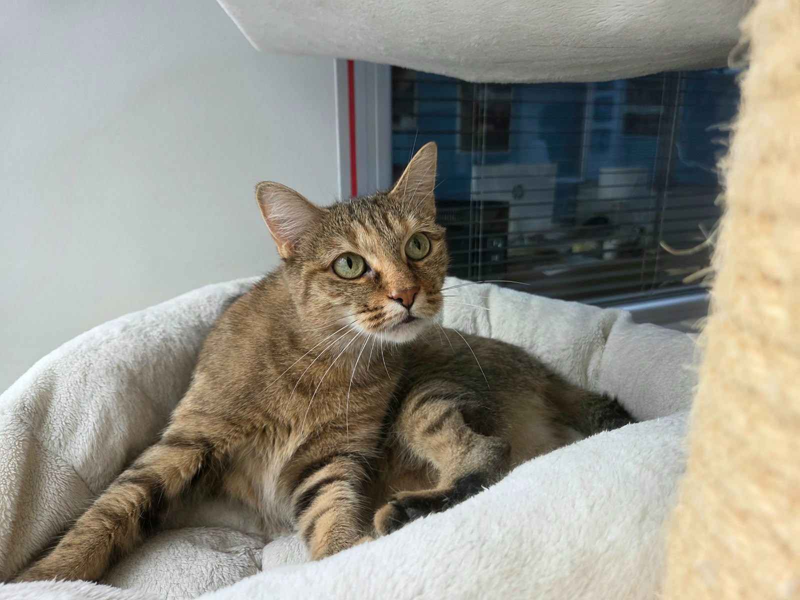 Photo de l'animal à adopté