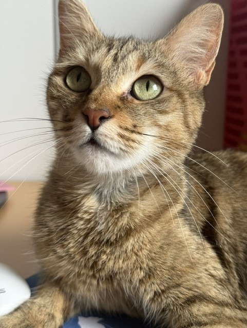 Photo de l'animal à adopté