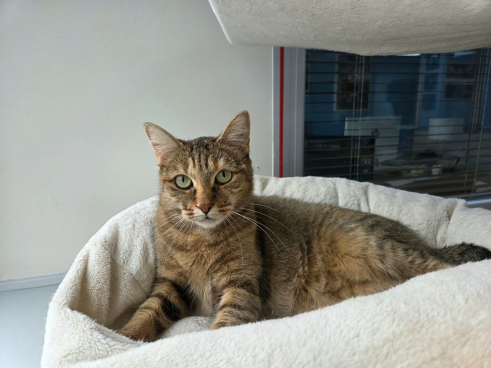 Photo de l'animal à adopté